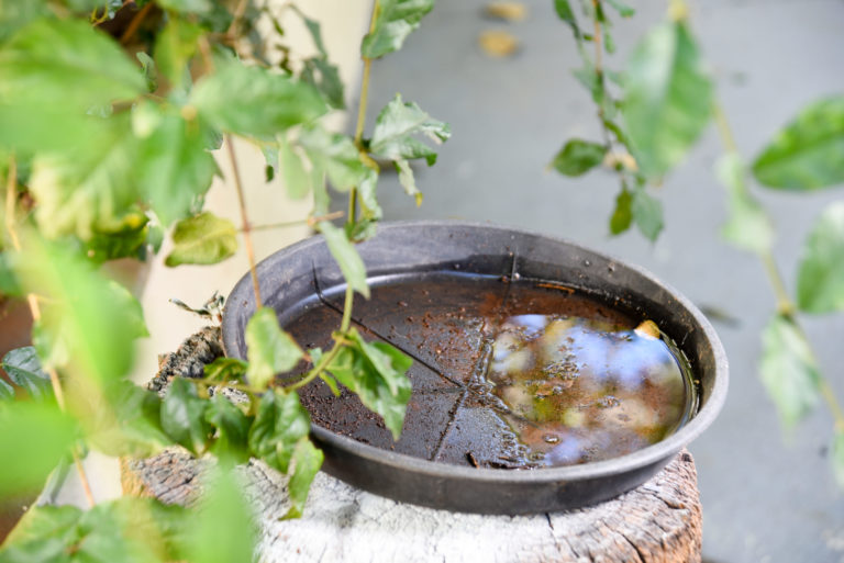 A plastic bowl with dirty water that is a possible mosquito breeding site
