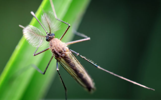 Male Mosquito