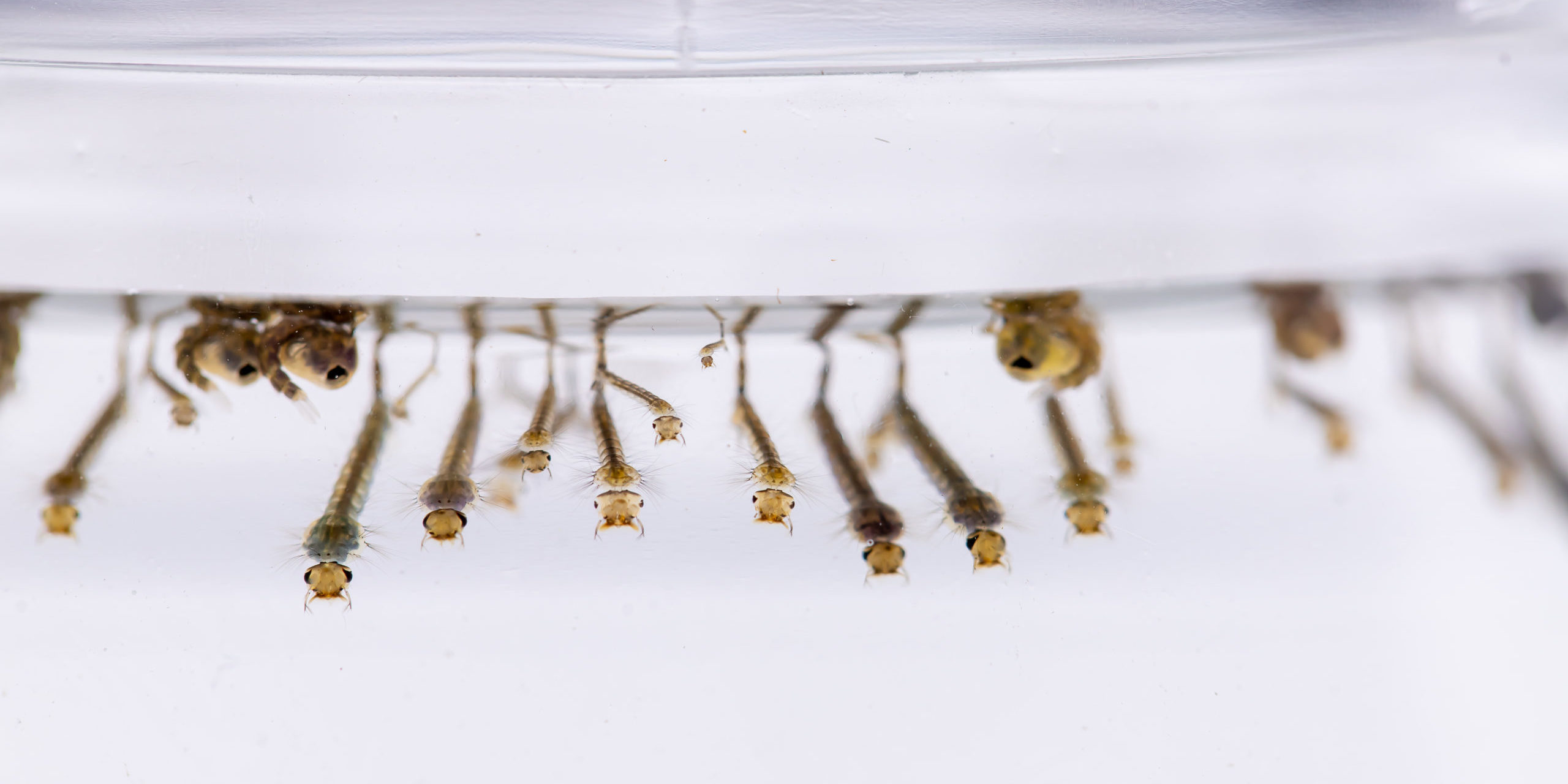 The larvae of mosquitoes that still live in the water