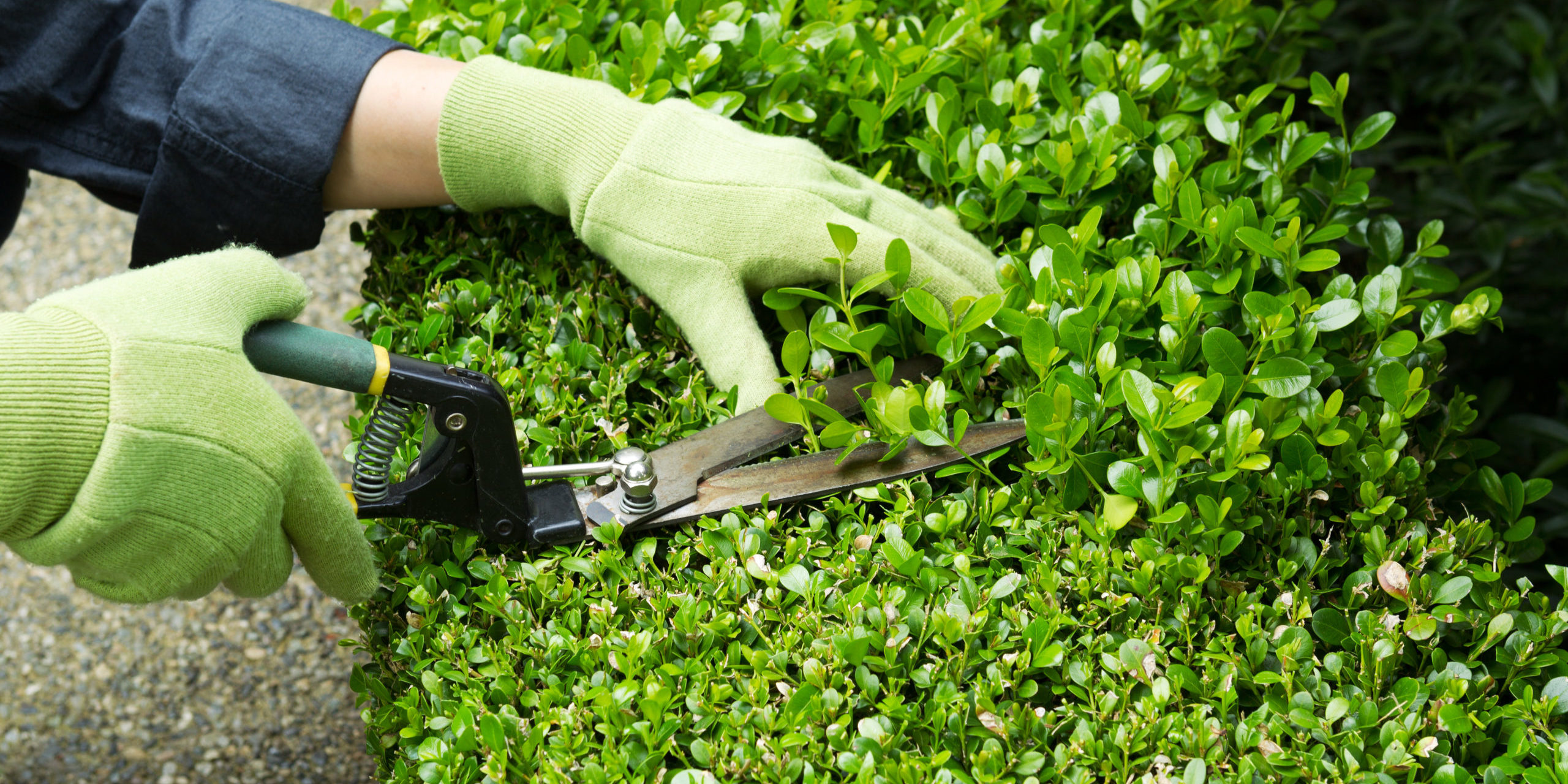 Trimming hedges with garden scissors wearing gloves