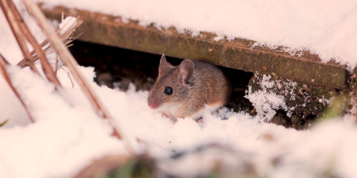 Winter rodent under a wood