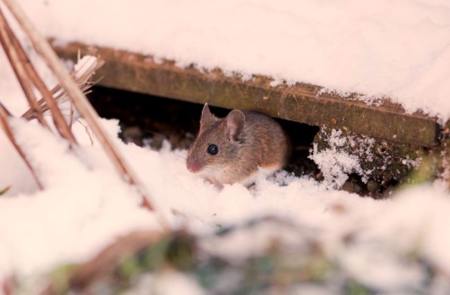 Winter rodent under a wood