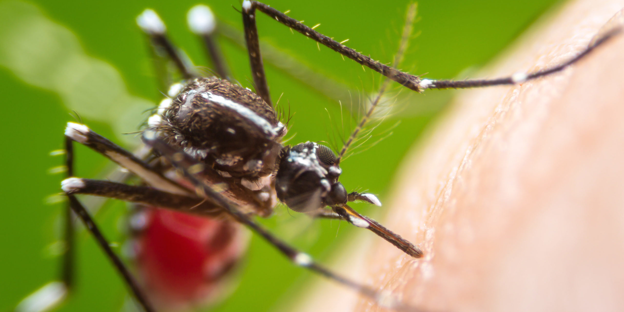 Striped mosquito feeding on human skin