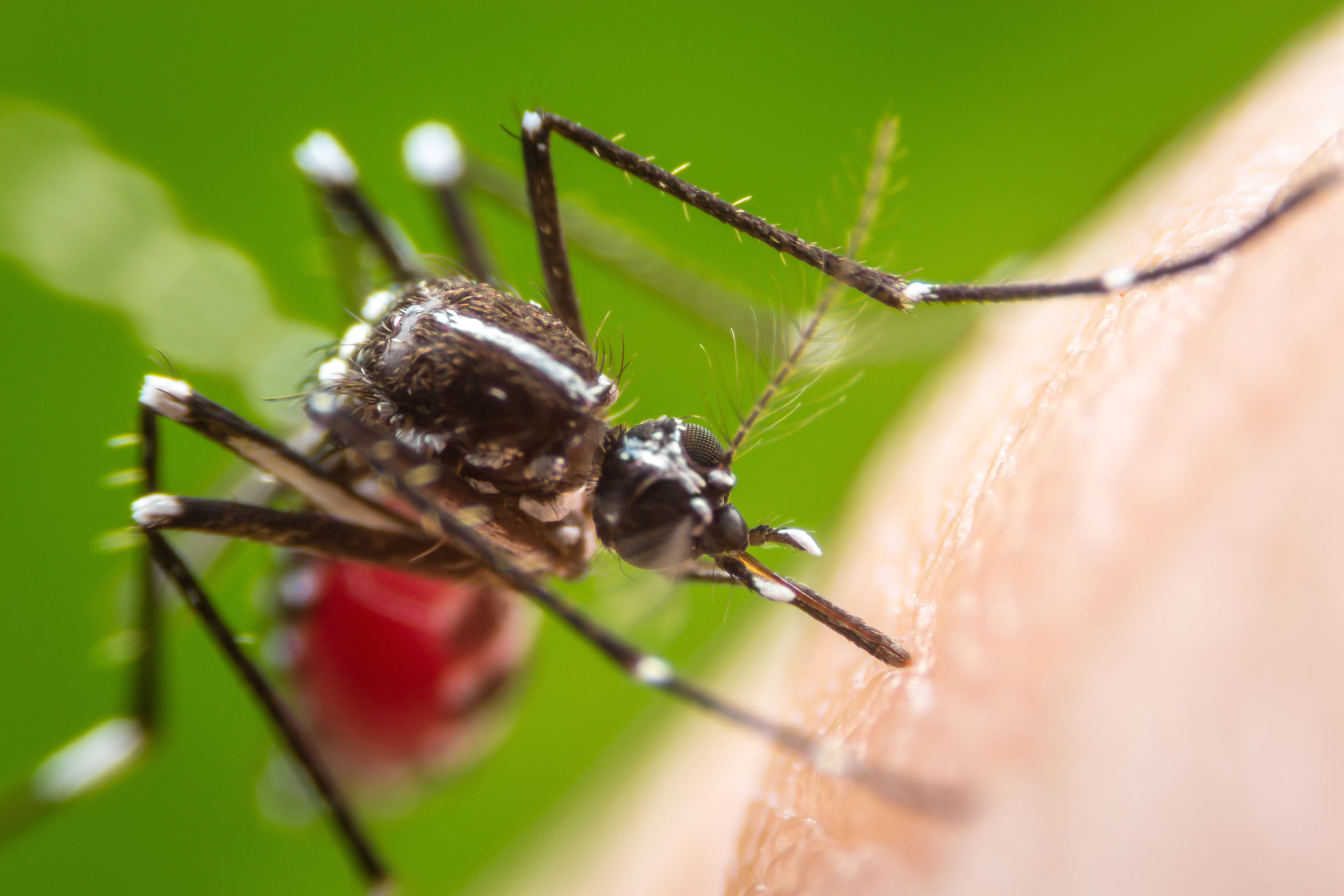 Striped mosquito feeding on human skin