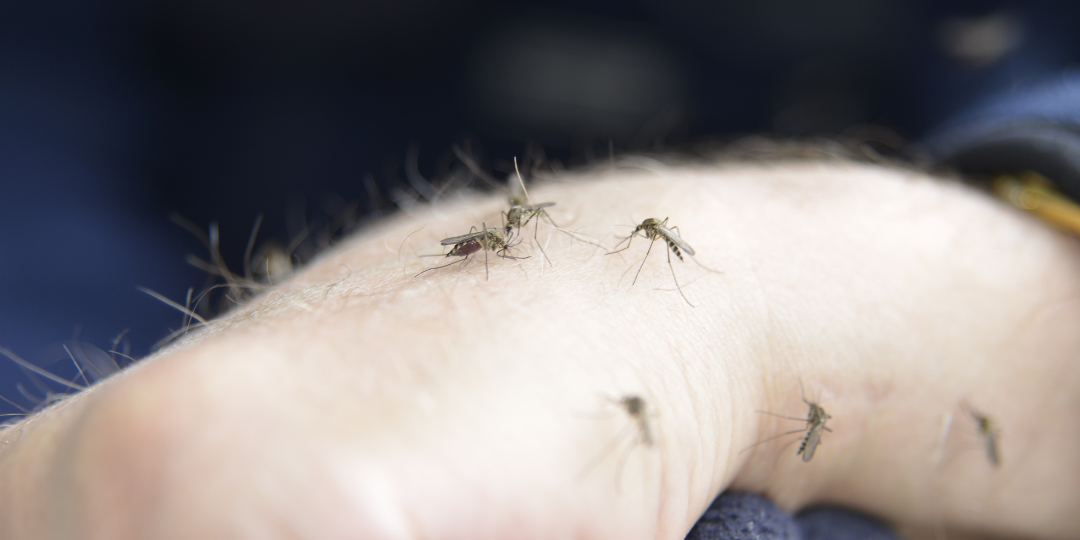 Benefits of Professional Mosquito Control MosquitoNix San Antonio