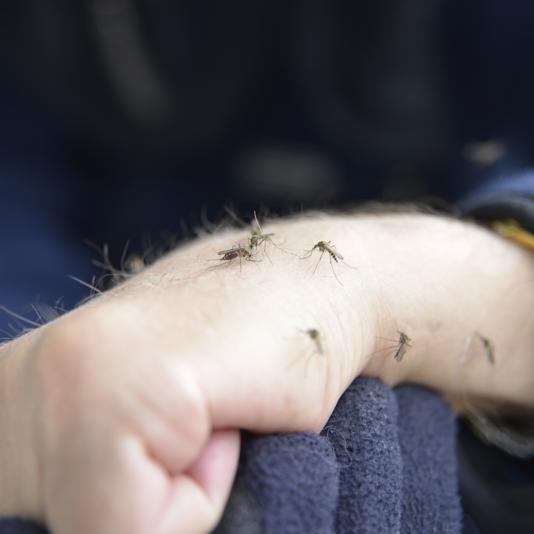 Benefits of Professional Mosquito Control MosquitoNix San Antonio