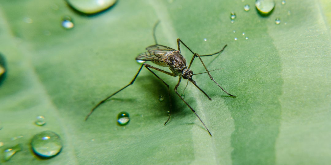Tips for Winning the Mosquito War