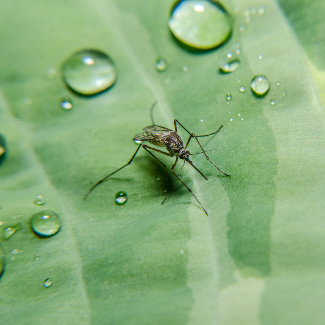 Tips for Winning the Mosquito War MosquitoNix San Antonio