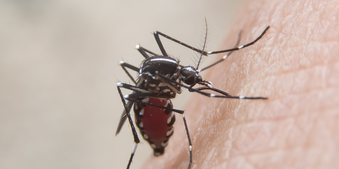 Professional Mosquito Control Services