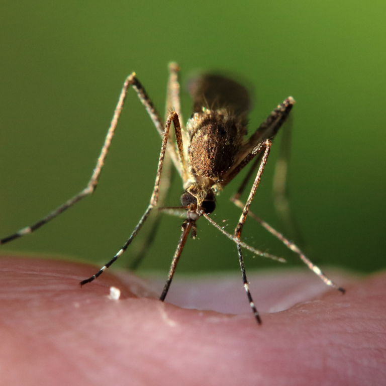 Home Remedies For Mosquito Contro