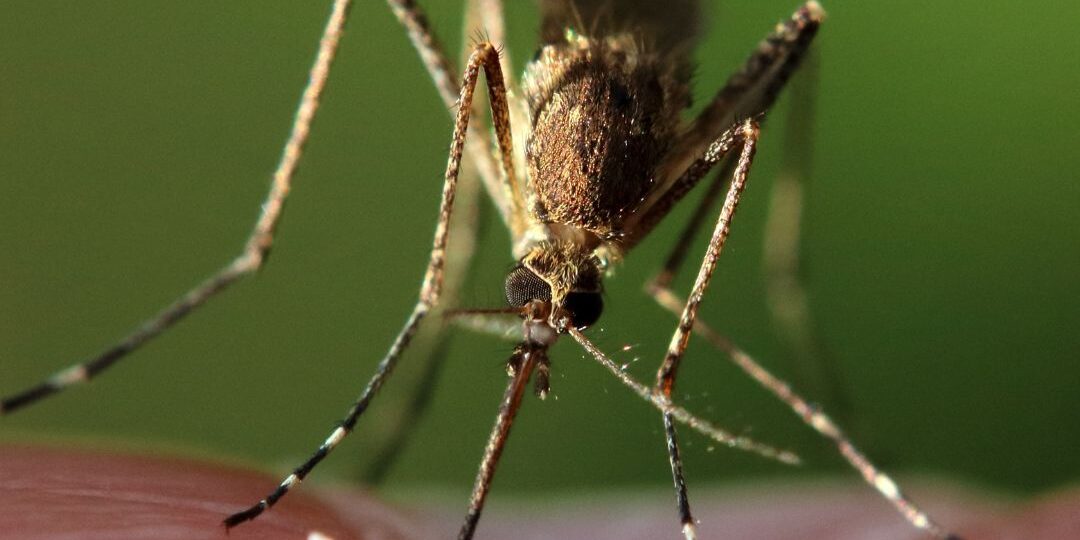 Pet-Friendly Pest Control Ideas