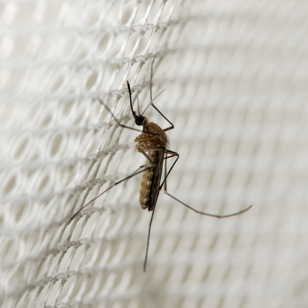 Defeat Mosquitoes: 5 Powerful Strategies for a Blissful Backyard