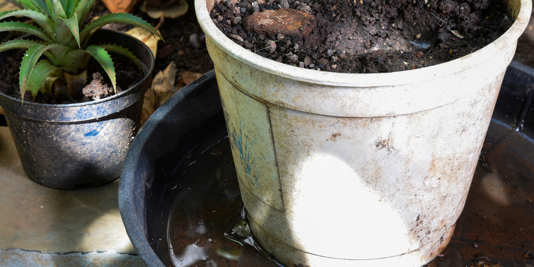 Mosquito Treatment for Standing Water Effective Strategies and Expert