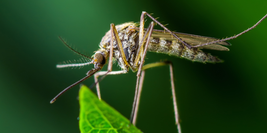 Zika Mosquitoes Understanding the Risks and Taking Control with