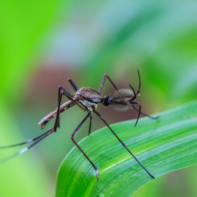 2.Your Guide to a Mosquito-Free Yard with Mosquitonix