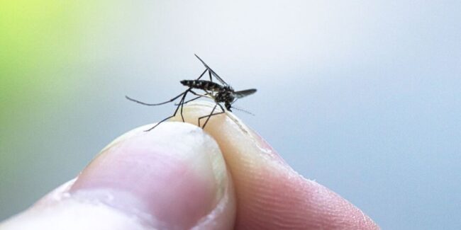 Mosquito-service-1-1080×540