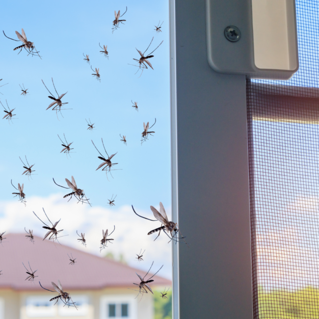 What Is The Best Thing To Keep Mosquitoes Away From Outside?