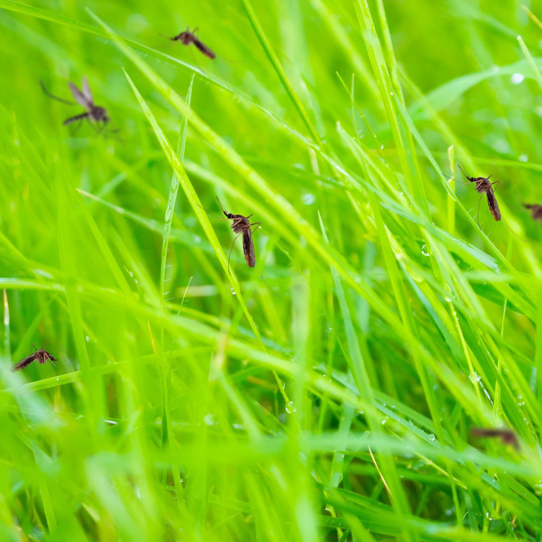 Creating a PestFree Sanctuary A Complete Guide to Mosquito Control