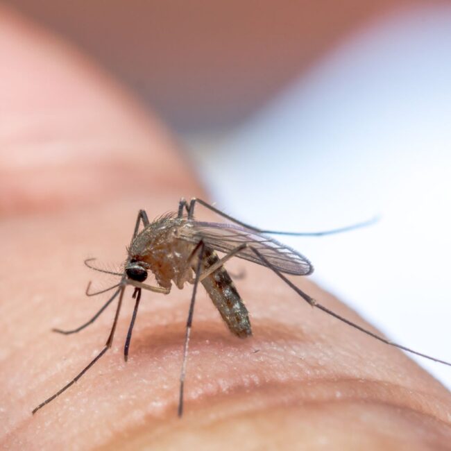Mastering Mosquito Defense