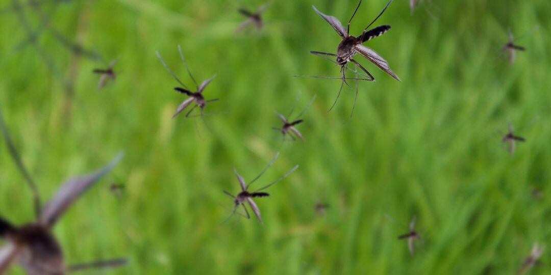 Master Your Backyard: Say Goodbye to Mosquitoes with Mosquitonix ...